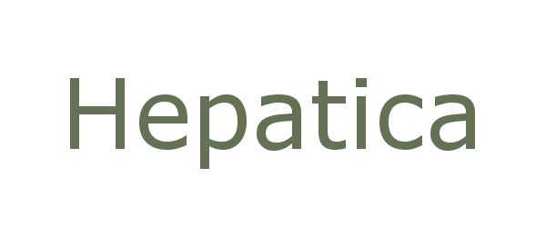 hepatica
