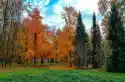 Fototapeta Drzewa Jesienią 723