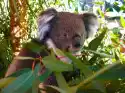 Fototapeta Koala 447