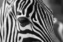 Fototapeta Zebra 399