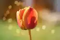 Fototapeta Kwiat, Tulipan 316
