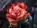 Fototapeta Kwiat, Róża 299