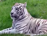 Fototapeta Biały Tygrys 104