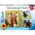 Ravensburger  Puzzle 3 X 49 El. Konie Ravensburger
