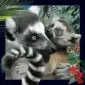 Worth Keeping  Magnes 3D Lemur 