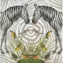  Karnet Kwadrat Z Kopertą Zebra 