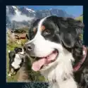  Pocztówka 3D Berneński Pies Pasterski 