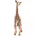 Schleich Figurka Mała Żyrafa Schleich 14751