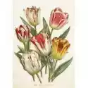 Skona Ting Karnet St406 B6 + Koperta Tulipany 