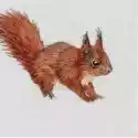 Museums & Galleries Karnet Kwadrat Z Kopertą Red Squirrel 