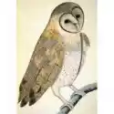 Museums & Galleries Karnet B6 Z Kopertą Owl 