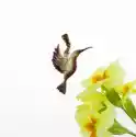 Koliber Brązowy - Zawieszka Srebrna