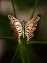 Venus Galeria Broszka - Wesoły Motyl Brązowy