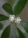 Kolczyki Srebrne- Ażurowe Kwiatuszki Białe