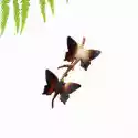Venus Galeria Broszka Srebrna - Butterfly Brown