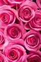 Fototapeta Piękne Różowe Róże W Tle
