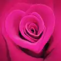 Myloview Fototapeta Rose En Forme De Coeur