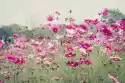 Myloview Fototapeta Kosmos Kwiat W Polu