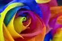 Myloview Obraz Tęczowy Kwiat Róży Lub Szczęśliwy