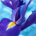Myloview Plakat Piękne Niebieskie Tęczówki Kwiaty W Tle