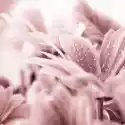 Myloview Obraz Piękne Kwiaty Daisy Bliska