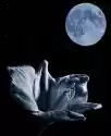 Myloview Obraz Lilly I Księżyc