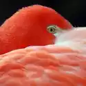 Myloview Obraz Flamingo Tła