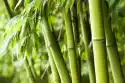 Myloview Obraz Bamboo Tle Lasu