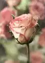 Myloview Fototapeta Piękna Róża