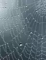 Myloview Naklejka Monochrome Krople Deszczu Na Sieci Pajęczej