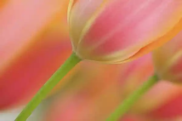 Obraz Piękne Różowe I Pomarańczowe Tulipany