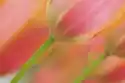 Myloview Obraz Piękne Różowe I Pomarańczowe Tulipany