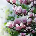 Myloview Fototapeta Magnolia Kwiat