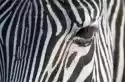 Myloview Fototapeta Zebra
