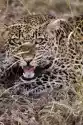 Myloview Obraz Leopard Warcząc