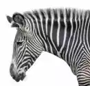 Myloview Naklejka Portret Zebra