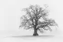 Myloview Obraz Snowy Drzewa Sceny Black & White