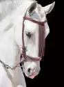 Myloview Obraz Portret Piękne Andalisian Konia Nakrapiane-Białym. Hiszpan