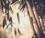 Myloview Obraz Stonowanych Obraz Bambusa Roślin