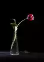 Obraz Samotny Tulipan
