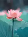 Plakat Kwitnący Kwiat Lotosu