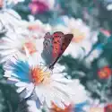 Myloview Obraz Motyl Na Kwiat