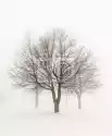 Myloview Fototapeta Zimowe Drzewa W Mgle