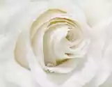 Myloview Fototapeta Biała Róża