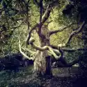 Myloview Plakat Stare Drzewo Jawor