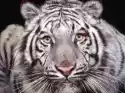Myloview Fototapeta Biały Tygrys