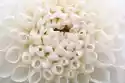 Myloview Fototapeta Weiße Braut Blumen. Dahlien