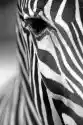 Myloview Obraz Monochromatyczny Zebra Tekstury Skóry