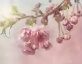 Myloview Fototapeta Różowy Kwiat Wiśni Drzewa