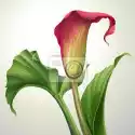 Plakat Ilustracja Z Calla Kwiat Lilii Z Liśćmi